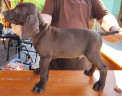 Nabídka štěněte německého krátkosrstého ohaře