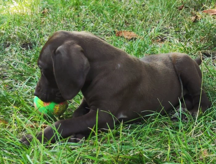 Nabídka štěněte německého krátkosrstého ohaře