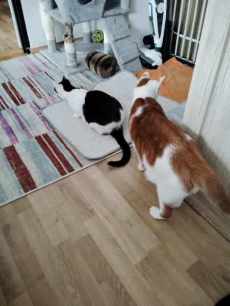 Daruji do laskavých rukou tři kočičky