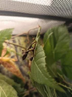 Erianthus versicolor a Diestrammena asynamora