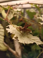 Erianthus versicolor a Diestrammena asynamora