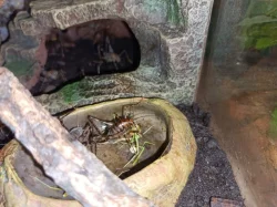 Erianthus versicolor a Diestrammena asynamora