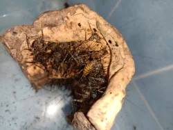 Erianthus versicolor a Diestrammena asynamora