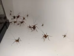 Erianthus versicolor a Diestrammena asynamora