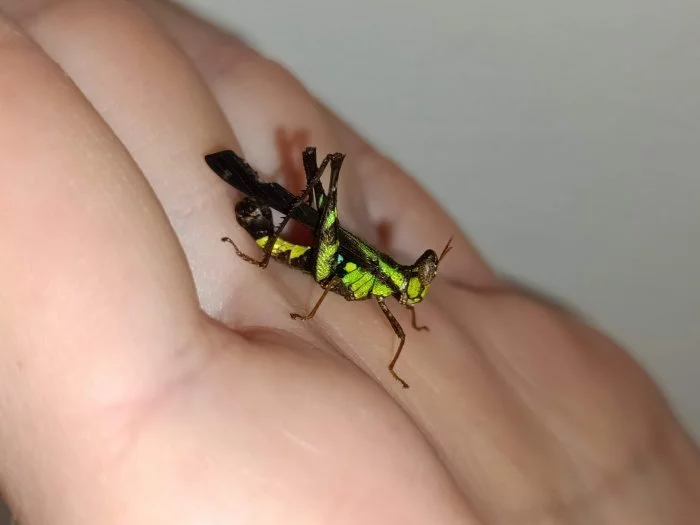 Erianthus versicolor a Diestrammena asynamora