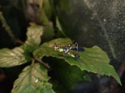 Erianthus versicolor a Diestrammena asynamora