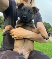 Belgický ovčák malinis