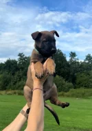 Belgický ovčák malinis