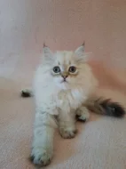 Britský kocourek s PP k rezervaci