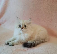 Britský kocourek s PP k rezervaci