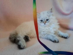 Britský kocourek s PP k rezervaci