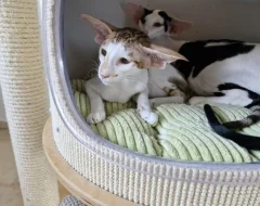 Orientálna mačička s PP k odberu