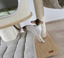 Orientálna mačička s PP k odberu