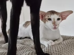 Orientálna mačička s PP k odberu