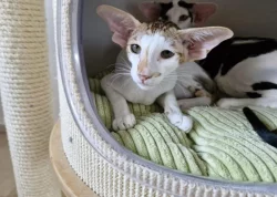 Orientálna mačička s PP k odberu