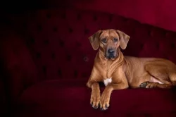 ChS Morana zadá štěňata RR s PP