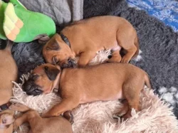 ChS Morana zadá štěňata RR s PP