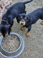 Štěňata Slovenského kopova