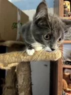 Modrá mainská mývalí koťátka.