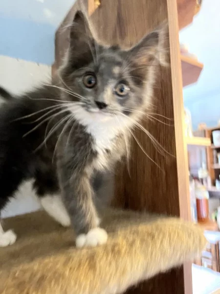 Modrá mainská mývalí koťátka.