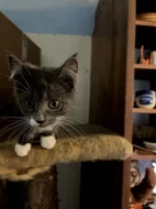 Modrá mainská mývalí koťátka.