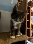 Modrá mainská mývalí koťátka.