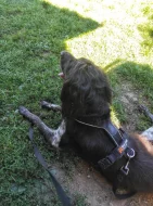 Malý münsterlandský ohař