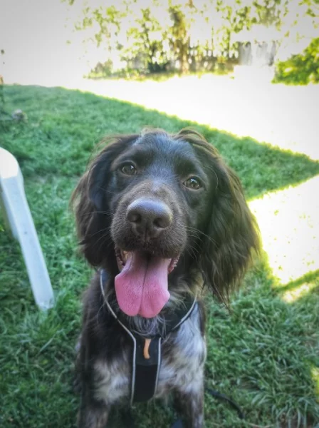 Malý münsterlandský ohař