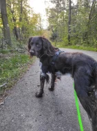 Malý münsterlandský ohař