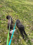 Malý münsterlandský ohař