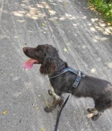 Malý münsterlandský ohař