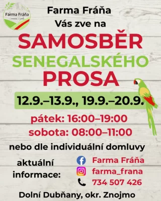 Samosběr senegalského prosa