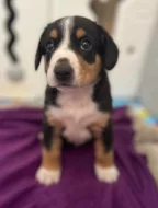 Entlebušský salašnícky pes