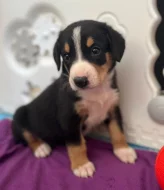 Entlebušský salašnícky pes