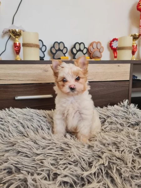 Jorkšírský golddust teriér