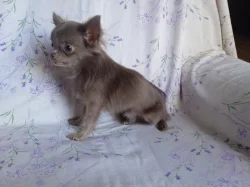 Čivava pejsek-zbarvení LILA