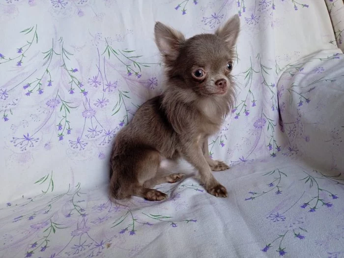 Čivava pejsek-zbarvení LILA