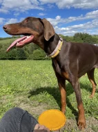 Dobrman štěně s PP