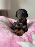 Dobrman štěně s PP