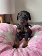 Dobrman štěně s PP