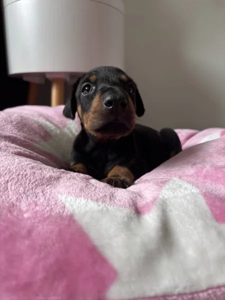 Dobrman štěně s PP