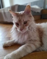 Daruji dva kocoury (9 a 7 let, vykastrovaný)