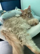 Daruji dva kocoury (9 a 7 let, vykastrovaný)