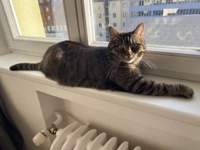 Daruji dva kocoury (9 a 7 let, vykastrovaný)