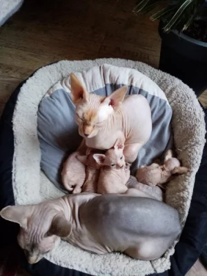 Kanadský sphynx bez PP