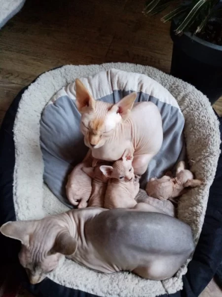 Kanadský sphynx bez PP