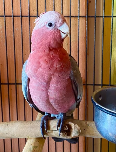 Kakadu růžový ručně dokrmený