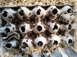 Šváb Argentinský (Blaptica dubia)