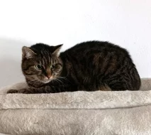 Kočička Eliška hledá nový domov