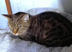 Kočička Eliška hledá nový domov